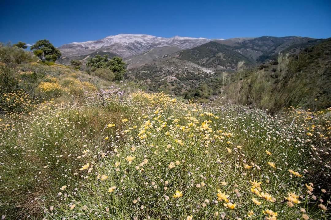 Finca El Almendro Árchez Zewnętrze zdjęcie